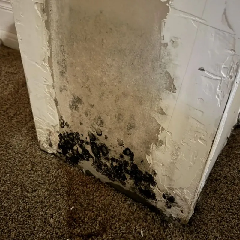 Professional Mold Removal in Green, OR